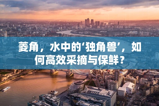 菱角，水中的‘独角兽’，如何高效采摘与保鲜？